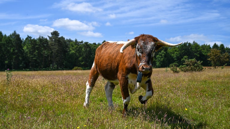 Cow Wearing Collar Kinver Edge